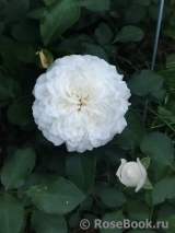 White Meidiland