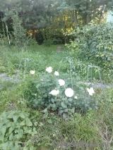 White Meidiland