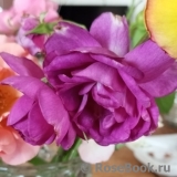 ОПРЕДЕЛИТЕЛЬ