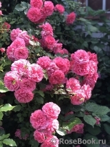 Rosarium Uetersen