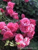 Rosarium Uetersen