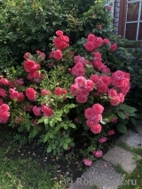 Rosarium Uetersen