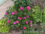 Rose de Rescht