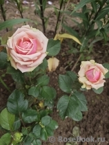 Eden Romantica ®