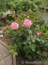 Queen Elizabeth 