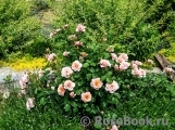 Rosa Drina Reka