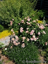 Rosa Drina Reka