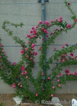 Fairy, The