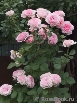 Alexandra - Princesse de Luxembourg ®