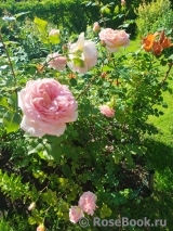 Abraham Darby