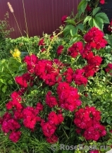 Perennial Domino