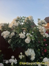 Lions Rose