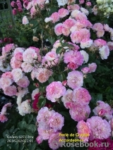 Perle de cristal des accordeons Maugein ®