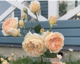 Crown Princess Margareta®