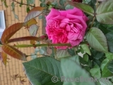 Romina