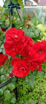 Amadeus