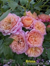 Briosa ® Briosa ®