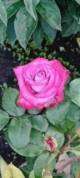 Deep Purple 
