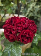 Black Jack