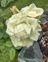 Green Diamond