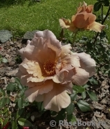 Julia's Rose