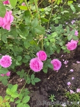Comte de Chambord