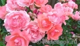 Jardins de France 