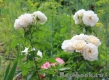 Lions Rose Lions Rose