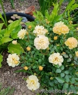 Bienenweide Gelb