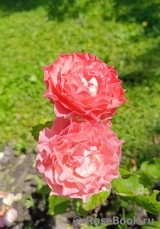 Psyche (японск.)