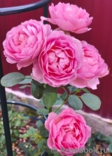 Pink Lady of Shalott Pink Lady of Shalott