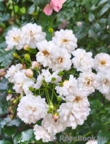 Starlet ®-Rose Alina ® Starlet ®-Rose Alina ®