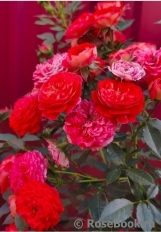 Starlet®-Rose Carmen®