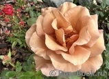 Julia's Rose