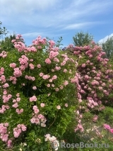 Rosenholm