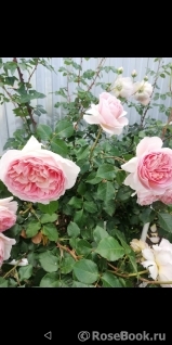 Abraham Darby