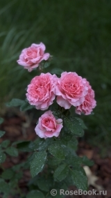 Corail gelee