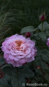 Constance
