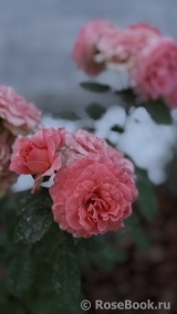 Corail gelee
