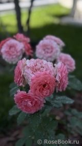 Corail gelee
