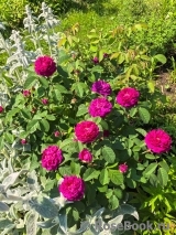 Rose de Rescht