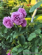 Comte de Chambord