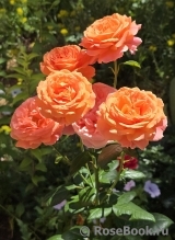 Amour de Molene