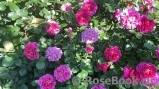 Princess Anne 