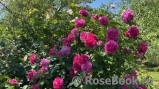 Princess Anne 