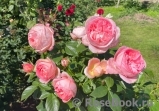 A Shropshire Lad A Shropshire Lad