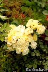Golden Border Golden Border