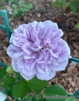 Rainy Blue