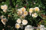Crocus Rose® 