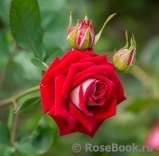 Rosige Landdrostei 